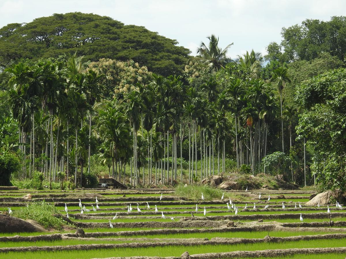 Jetwing Kaduruketha Hotel Wellawaya Buitenkant foto